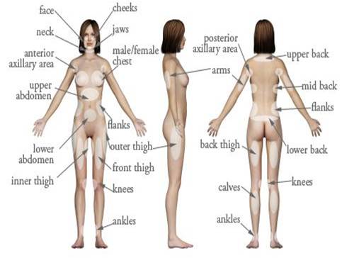 female body anatomy